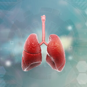 Human lungs respiratory system. 3d illustration